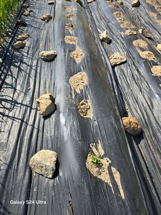 소병찬님의 🌱내 작물 자랑하기! · 참여글 작성글 사진