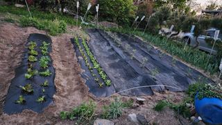 삼례텃밭지기님의 자유주제 · 자유게시판 작성글 사진