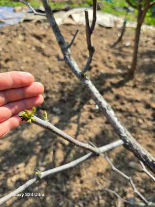 소병찬님의 🌱내 작물 자랑하기! · 참여글 작성글 사진