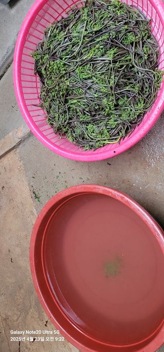 조명희님의 자유주제 · 자유게시판 작성글 사진