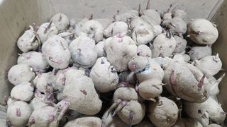 대두콩ㆍ고추 허진님의 자유주제 · 자유게시판 작성글 사진