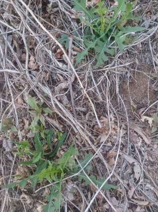 무료지식나눔 팜닥터님의 자유주제 · 자유게시판 작성글 사진