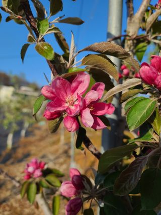 은혜농원(사과농사)님의 자유주제 · 자유게시판 작성글 사진