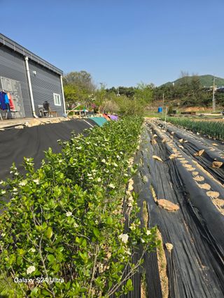 소병찬님의 🌱내 작물 자랑하기! · 참여글 작성글 사진
