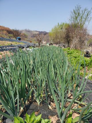 정연섭님의 자유주제 · 자유게시판 작성글 사진