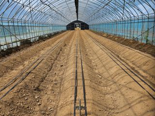 전봉우(채미농원)님의 자유주제 · 자유게시판 작성글 사진