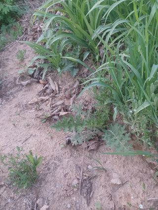 무료지식나눔 팜닥터님의 자유주제 · 자유게시판 작성글 사진