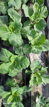 팜모닝 농사, 무엇이든 물어보세요!·참여글 게시글 이미지