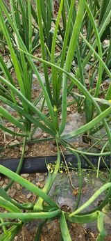 팜모닝 자유주제·자유게시판 게시글 이미지