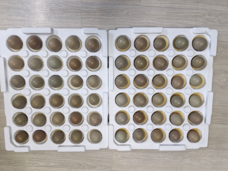 자연 愛 대풍농장님의 장터 판매 상품 [꿩알 30란 ] 첨부 사진