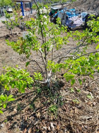 김용대님의 자유주제 · 자유게시판 작성글 사진