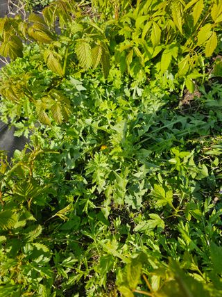 홍천산채농원님의 자유주제 · 자유게시판 작성글 사진