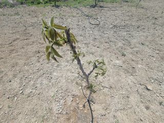 리얼팜님의 자유주제 · 자유게시판 작성글 사진