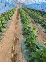 팜모닝 자유주제·자유게시판 게시글 이미지