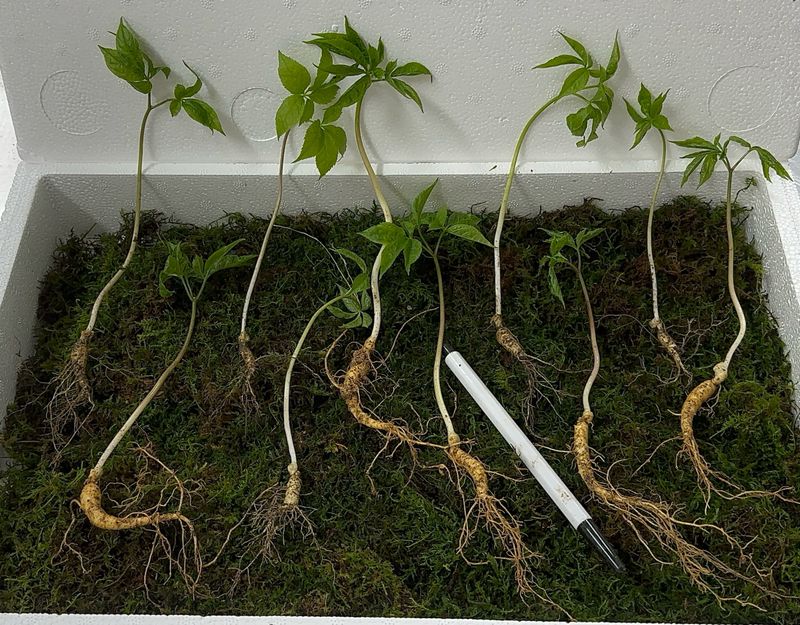 장터 상품 [5년근 와인용 담금주용 산양삼 15뿌리] 썸네일