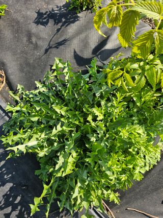 홍천산채농원님의 자유주제 · 자유게시판 작성글 사진