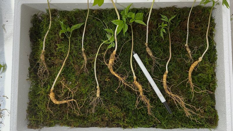 진상빈님의 장터 판매 상품 [5년근 와인용 담금주용 산양삼 15뿌리] 첨부 사진