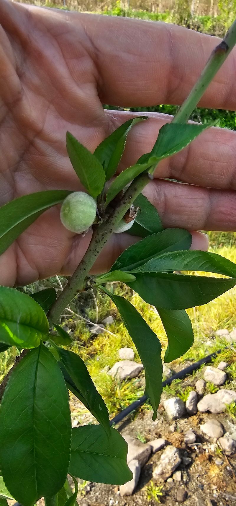 뿌리묘목농원님의 장터 판매 상품 [넙적 복숭아 접목1년생 (특묘)] 첨부 사진