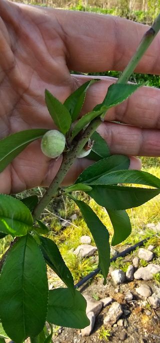 뿌리묘목농원님의 작성글 사진