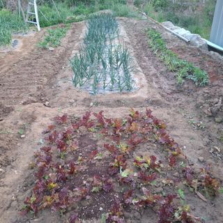 오영도님의 자유주제 · 자유게시판 작성글 사진