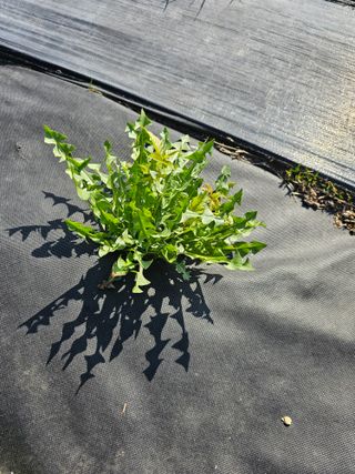 홍천산채농원님의 자유주제 · 자유게시판 작성글 사진