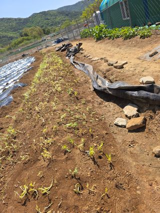 _고성농장님의 자유주제 · 자유게시판 작성글 사진