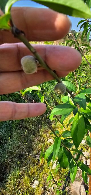 뿌리묘목농원님의 작성글 사진