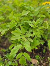 팜모닝 🌱내 작물 자랑하기!·참여글 게시글 이미지