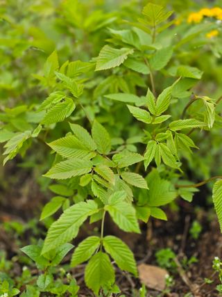 조태호님의 🌱내 작물 자랑하기!·참여글 작성글 사진