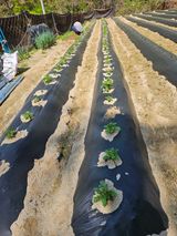 팜모닝 🌱내 작물 자랑하기!·참여글 게시글 이미지