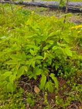 조태호님의 🌱내 작물 자랑하기!·참여글 작성글 사진