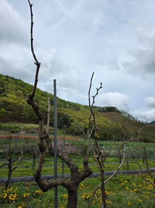 조태호님의 🌱내 작물 자랑하기! · 참여글 작성글 사진