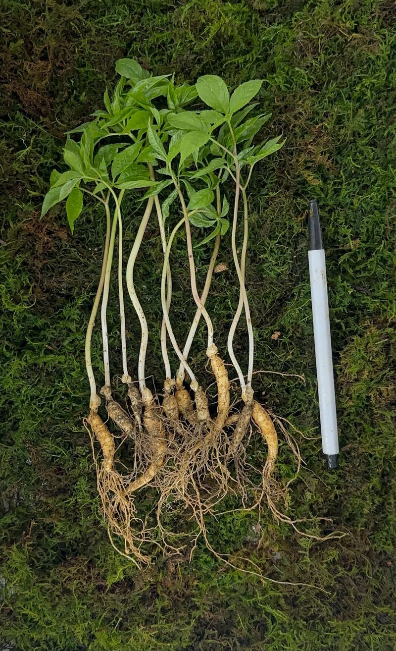 진상빈님의 장터 판매 상품 [5년근 와인용 담금주용 산양삼 15뿌리] 첨부 사진