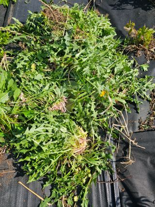 홍천산채농원님의 자유주제 · 자유게시판 작성글 사진