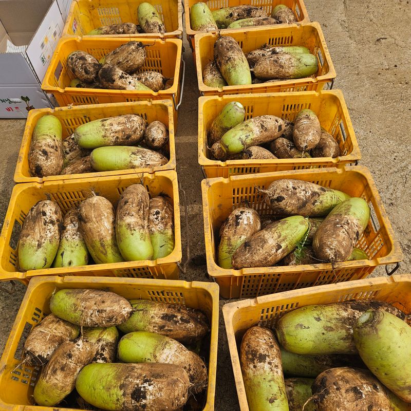 장터 상품 [제주도 비세척 월동무 10kg] 썸네일