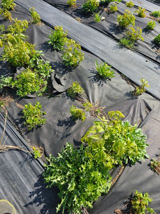 홍천산채농원님의 자유주제 · 자유게시판 작성글 사진