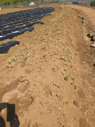 _고성농장님의 자유주제 · 자유게시판 작성글 사진