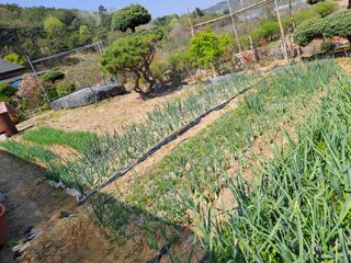 허선경님의 🌱내 작물 자랑하기! · 참여글 작성글 사진