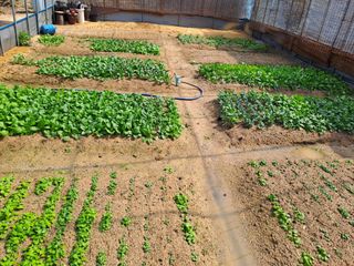 허선경님의 🌱내 작물 자랑하기!·참여글 작성글 사진