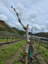 조태호님의 🌱내 작물 자랑하기!·참여글 작성글 사진