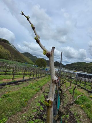 조태호님의 🌱내 작물 자랑하기! · 참여글 작성글 사진