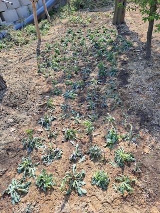 허선경님의 🌱내 작물 자랑하기! · 참여글 작성글 사진