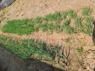 허선경님의 🌱내 작물 자랑하기! · 참여글 작성글 사진