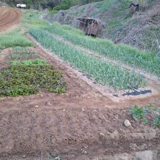 오영도님의 자유주제 · 자유게시판 작성글 사진