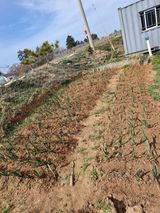 팜모닝 🌱내 작물 자랑하기!·참여글 게시글 이미지