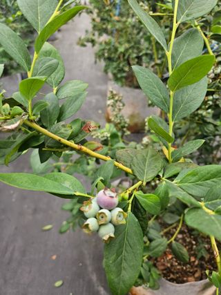 제주 지안이네농장님의 자유주제 · 자유게시판 작성글 사진