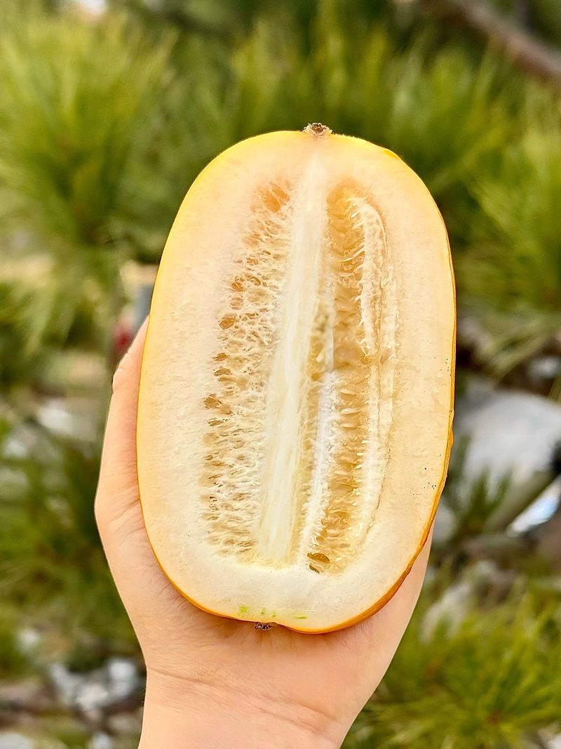 농부손녀님의 장터 판매 상품 [성주 꿀 참외 10kg 35,000원 (무료배송)] 첨부 사진