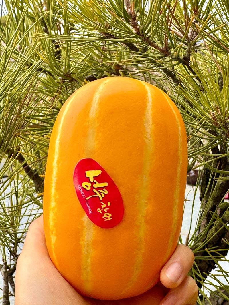 농부손녀님의 장터 판매 상품 [성주 꿀 참외 10kg 35,000원 (무료배송)] 첨부 사진