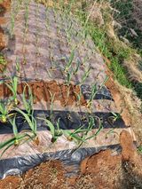 김 농부님의 🌱내 작물 자랑하기!·참여글 작성글 사진