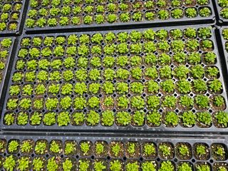 홍천산채농원님의 자유주제 · 자유게시판 작성글 사진